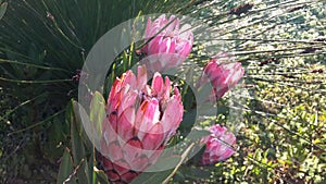 Proteas, Western Cape, South Africa