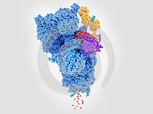 Proteasome degrading a protein red tagged with polyubiquitin photo