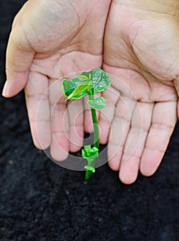 Proteger cuidado de joven planta 