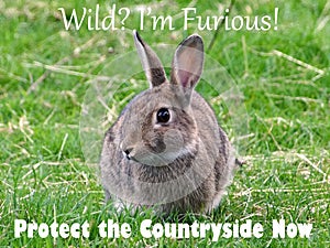 Protect the Countryside Message - Wild Rabbit