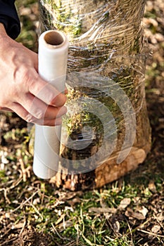 Protect for dehydration a inculated and fruiting beech tree stub in a mushroom farm, fungiculture