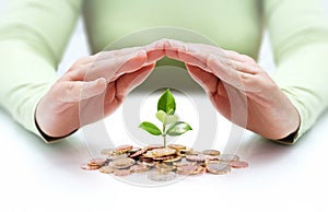 Protect new business start-up - with hands and plant photo