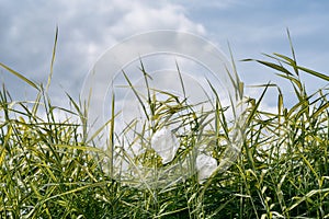 Protect the planet from pollution. Plastic bags on the green grass in park