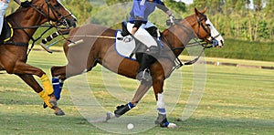 Protect a polo ball