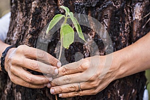 Protect and save nature trees concept for environment new green world planet - close up of woman hands holding leaf and old trunk