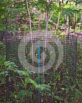 Protect young trees from deer, rabbits and small animals with wire fencing