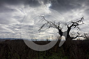 Protected area in Bulgaria `Marashka koria` photo