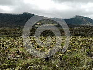 Protected area, Paramo ecosystem. Endemic biodiversity of frailejones, Espeletia