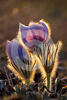 Protected beautiful purple greater eastern or pasque flower Pulsatilla grandis