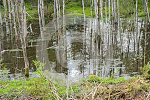 Protected biotope with old trees