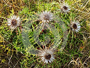 Protected Carline thistle of biosphere reserve Rhoen at bloom