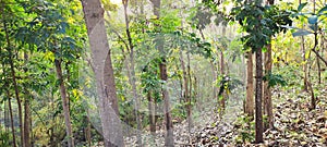 Protected forests in campus environments in Indonesia