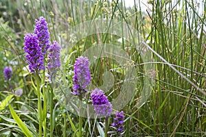 Protected Marsh Orchids photo