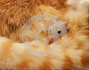 Protected Mouse photo