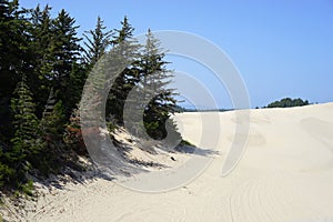 Protected pine island in sand oasis