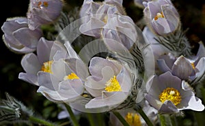 Protected and rare flower Pulsatilla patens and its hybrids with pulsatilla vernalis blooming