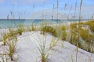 Protected Regenerating sea grass
