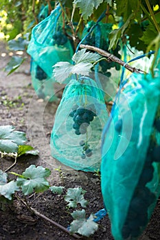 Protected ripe grapes with fine mesh bags hanging on branches