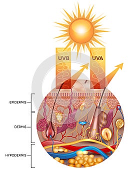 Protected skin with sunscreen lotion