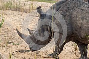 Protected Southern White Rhino