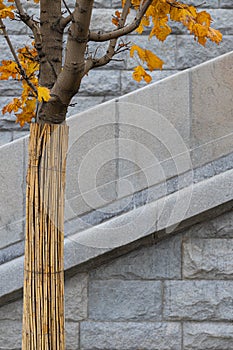 protected trunk of a tree standing on the street