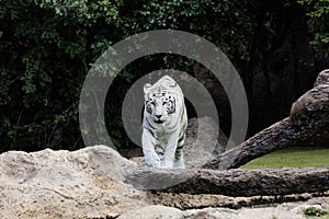 Protected white tiger in the wilderness.