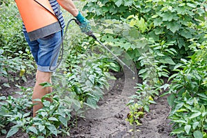 Protecting bell pepper plants from fungal disease or vermin using the sprayer