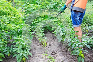 Protecting bell pepper plants from fungal disease or vermin using the sprayer