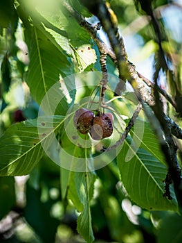 Protecting cherries from brown rot