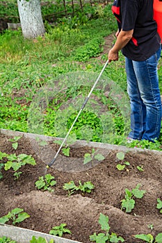 Protecting eggplant plants from fungal disease or vermin with pr