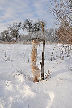 Protecting Fruit Trees from Animal Damage in Winter.