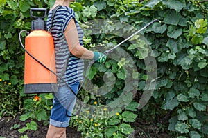 Protecting grape bushes from fungal disease or vermin with pressure sprayer photo