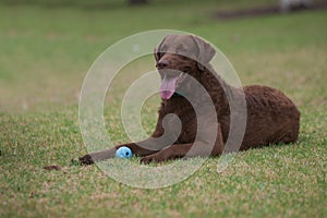 Protecting his toy.