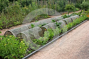 Protecting the Vegetables