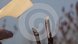 Protecting young apple tree wound after pruning with garden wax