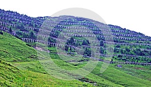 Protection against avalanches in the Liechtenstein Alps mountain range or Wooden fences as protection from snow avalanches