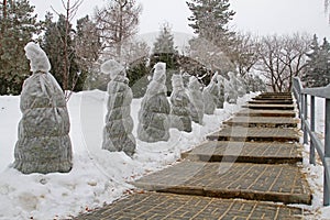 Protection of bushes from frost along the stairs in the park
