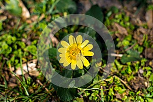 Protection of the earth concept - one yellow flower buttercup close up in thickets of green grass, sunny summer day, selective