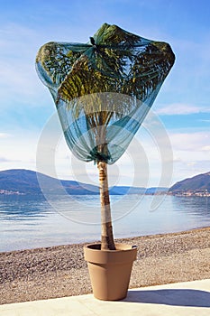 Protection palm tree from cold wind in winter. Montenegro