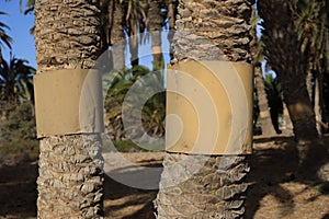 Protection of palm trees against rats in Parque Tony Gallardo at Maspalomas on Gran Canaria,Canary Islands,Spain photo