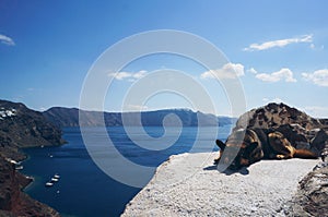 Protection of Santorini. Dog. White architecture of Oia village on Santorini island, Greece
