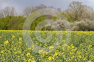 Protection of the soil - canola field with trees and bushes