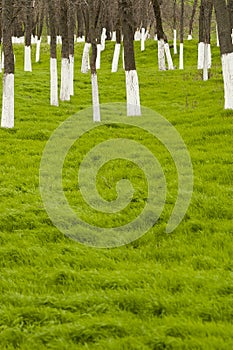 Protection of tree trunks from pests