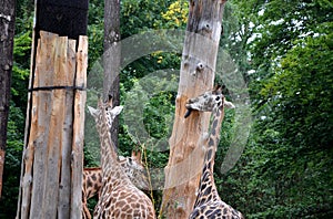 Protection of trees from large herbivores such as giraffes. trees must be covered with nets against bite and boards against abrasi