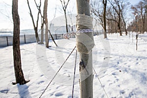 Protection of young seedlings in a city park