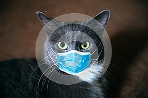 Protective antiviral mask on the cats face. Protective face mask for animals, coronavirus and hantavirus protection