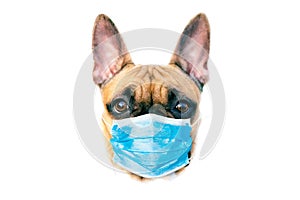 Protective antiviral mask on the dogs face. Protective face mask for animals, coronavirus and hantavirus protection.