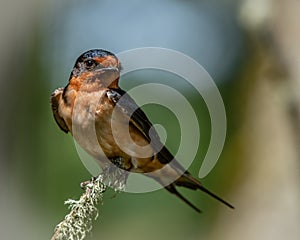 Protective Barn Swallow watching the nest