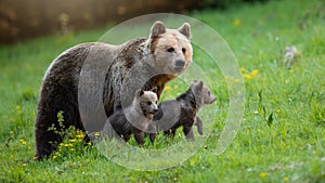 Protective brown bear mother looking over her two little cubs on a green meadow