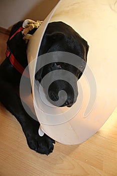 Protective collar. Labrador after the operation. Dog therapy.